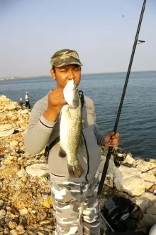 Baby Baramundi