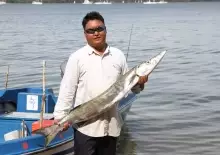 baracuda 7kg