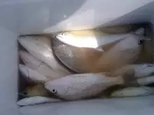 Fishing in Abu Dhabi with FRIENDS
