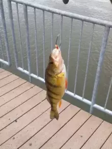 Fish Caught