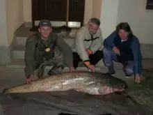 Catfish 57kg River Sava Bosnia Šamac