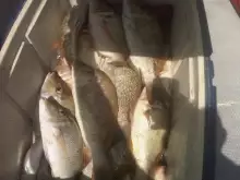 Dubai Fishing