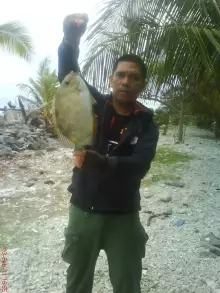 rabbitfish