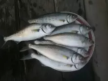 Fishing in Lorne
