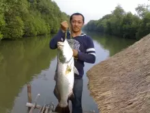 Indonesian Baramundi