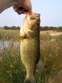 Largemouth Bass