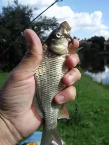 Carp - big catch of the day