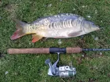 1st carp in many years