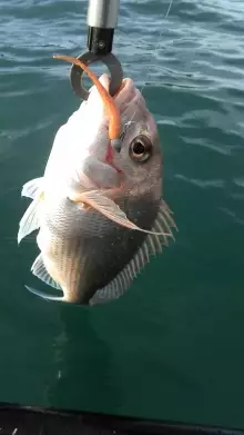 another good sized snapper