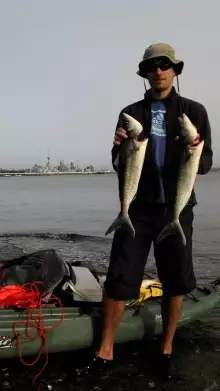 big 55 cm Auckland Kahawai