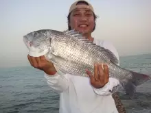 Seabream at Dawn