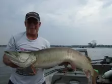 muskie