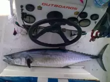 big king fish in dubai