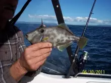 LEATHERJACKET FISH - NZ