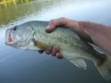 Nice lil largemouth!