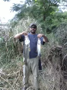 Snook, Puerto Rico