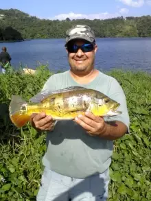 Peacock Bass Puerto Rico 2