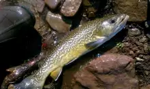 Tiger Trout