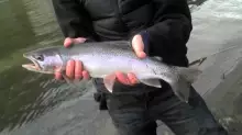 nice big winter rainbow from the Whanganui river in Taumarunui, NZ