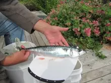 HolyMackerel