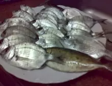 good fish