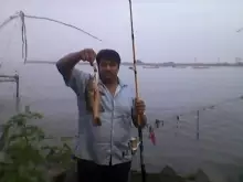 Munambam - Mangrove jack