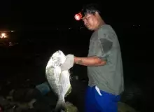 SEA BREAM ( bakoko)