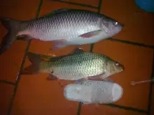 Maijor Carp in Hanoi 15/09/2011