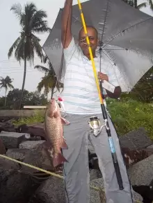 Mangrove Jack catch ,Munampam, Kerala