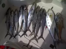 jigging day for kingfish and queenfish in dubai