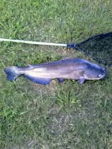 25 lbs. blue cat