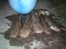 little cats
