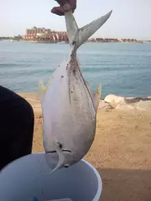 Yanbu, Marina (talakitok)