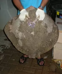 stingray at Yanbu,Marina