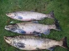 chinook salmon