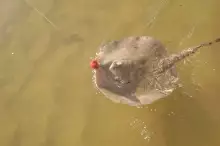 Fresh water sting ray on a fly!