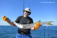 Barracuda