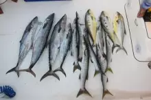 Good fishing day in Dubai