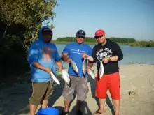 milk fish