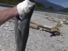 4Kg Kahawai