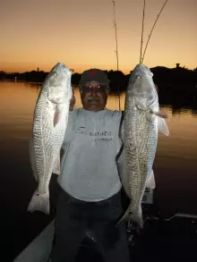 27" and 24" Reds