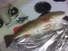 25" Red caught on a kiddie pole and bait hook