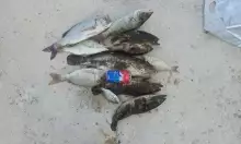 Nice Catch..06/01/2012