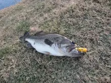 10 pounder