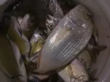 good catch