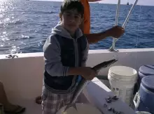 barracuda