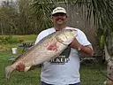 bull red fish