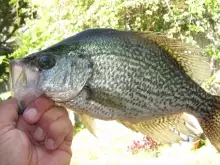 2.3 pound crappie caught on yellow jig