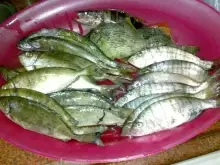 some good fish