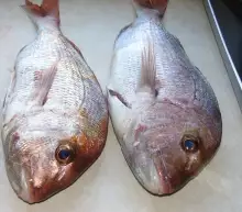 TWO SNAPPERS FROM BUCKLAND BEACK